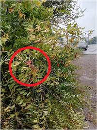 1電氣事故引發(fā)加州山火，據(jù)說(shuō)這個(gè)裝置可以避免事故發(fā)生！
